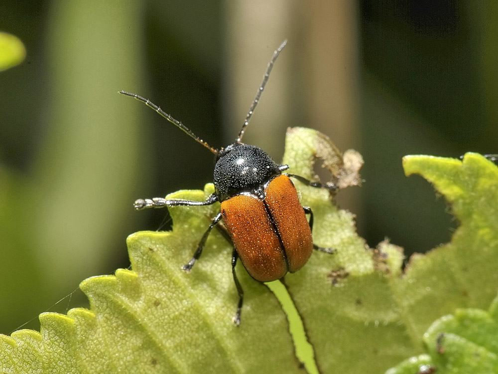 Cryptocephalus rugicollis?